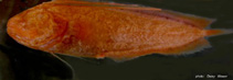 Image of Diancistrus typhlops 