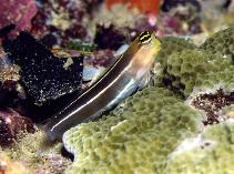 Image of Ecsenius taeniatus (White-lined coralblenny)