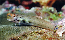 Image of Ecsenius polystictus (Dotted coralblenny)