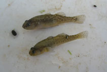 Image of Economidichthys pygmaeus (Western Greece goby)