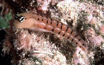 Image of Ecsenius tigris (Tiger combtooth blenny)