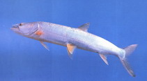 Image of Elopichthys bambusa (Yellowcheek)