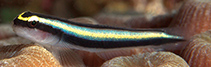 Image of Elacatinus cayman (Cayman cleaner goby)