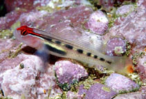 Image of Elacatinus puncticulatus (Panamic redhead goby)