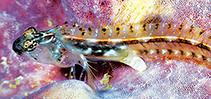 Image of Emblemariopsis bahamensis (Blackhead blenny)