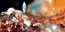 Image of Emblemariopsis leptocirris (Blackfin glass blenny)