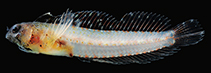 Image of Emblemariopsis leptocirris (Blackfin glass blenny)