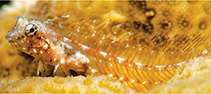 Image of Emblemariopsis leptocirris (Blackfin glass blenny)