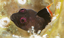 Image of Emblemariopsis occidentalis (Flagfin blenny)