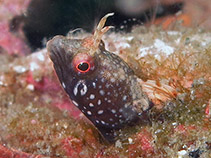 Image of Emblemaria piratula (Pirate blenny)