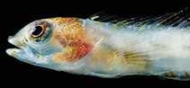 Image of Emblemariopsis pricei (Seafan blenny)