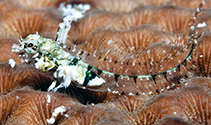 Image of Emblemariopsis ruetzleri (Bluegold glass blenny)