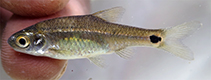 Image of Enteromius afrovernayi (Spottail barb)