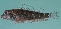 Image of Enneapterygius elegans (Hourglass triplefin)