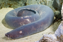 Image of Eptatretus cirrhatus (Broadgilled hagfish)