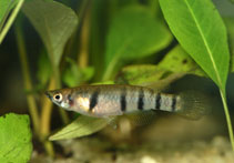 Image of Epiplatys dageti (Redchin panchax)