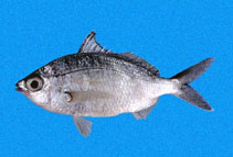 Image of Eucinostomus entomelas (Dark-spot mojarra)