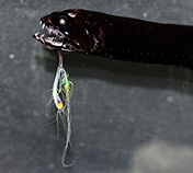 Image of Eustomias macronema (Bigbarb dragonfish)