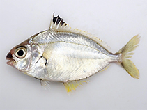 Image of Eubleekeria splendens (Splendid ponyfish)