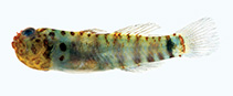 Image of Eviota irrasa (Unpolished dwarfgoby)