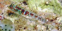 Image of Eviota latifasciata (Brownbanded dwarfgoby)