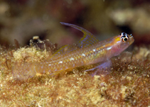 Image of Eviota natalis (Christmas dwarfgoby)