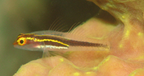 Image of Eviota nigrispina (Blackspine dwarfgoby)