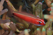 Image of Eviota nigriventris (Redbelly dwarfgoby)