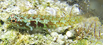 Image of Eviota oculopiperita (Pepperminteye dwarfgoby)