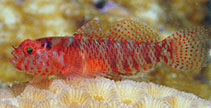 Image of Eviota sparsa (Speckled dwarfgoby)