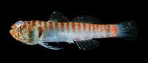 Image of Eviota fasciola (Barred dwarfgoby)