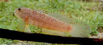 Image of Exyrias puntang (Puntang goby)