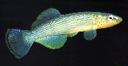 Image of Fundulus catenatus (Northern studfish)