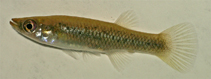 Image of Fundulus jenkinsi (Saltmarsh topminnow)