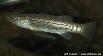 Image of Fundulus majalis (Striped killifish)