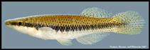 Image of Fundulus olivaceus (Blackspotted topminnow)