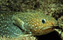 Image of Gaidropsarus guttatus (Spotted rockling)