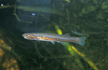 Image of Galaxiella nigrostriata (Blackstriped dwarf galaxias)