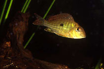 Image of Geophagus abalios 