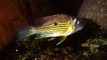 Image of Geophagus taeniopareius 