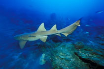 Image of Ginglymostoma cirratum (Nurse shark)