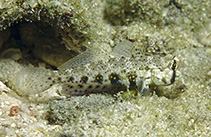 Image of Gnatholepis ophthalmotaenia 