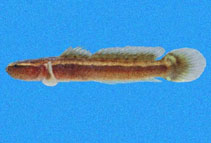 Image of Gobulus birdsongi (Fin-joined goby)