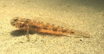 Image of Ctenogobius boleosoma (Darter goby)