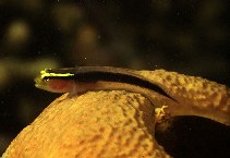 Image of Elacatinus chancei (Shortstripe goby)