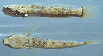 Image of Gobulus crescentalis (Crescent goby)