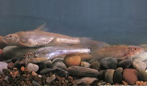 Image of Gobio cynocephalus (Siberian gudgeon)