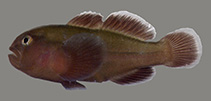 Image of Gobiodon fuscoruber (Brown-red coralgoby)