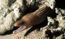 Image of Gymnothorax punctatus (Red Sea whitespotted moray)