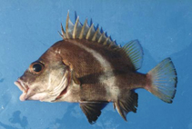 Image of Hapalogenys merguiensis (Mergui velvetchin)